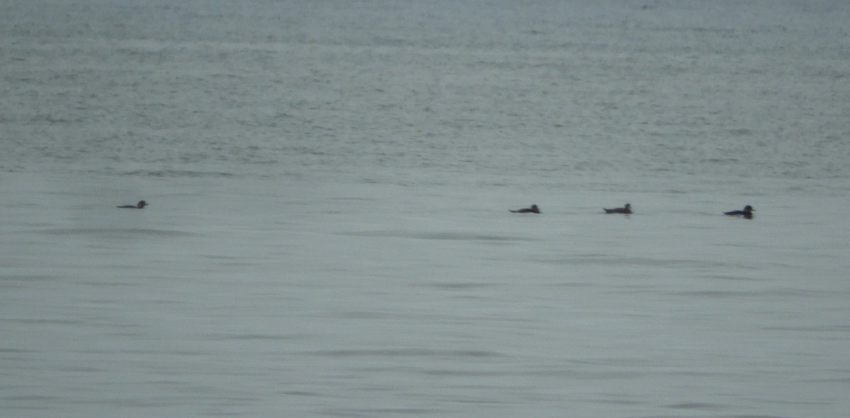 Black Scoter - ML638890139