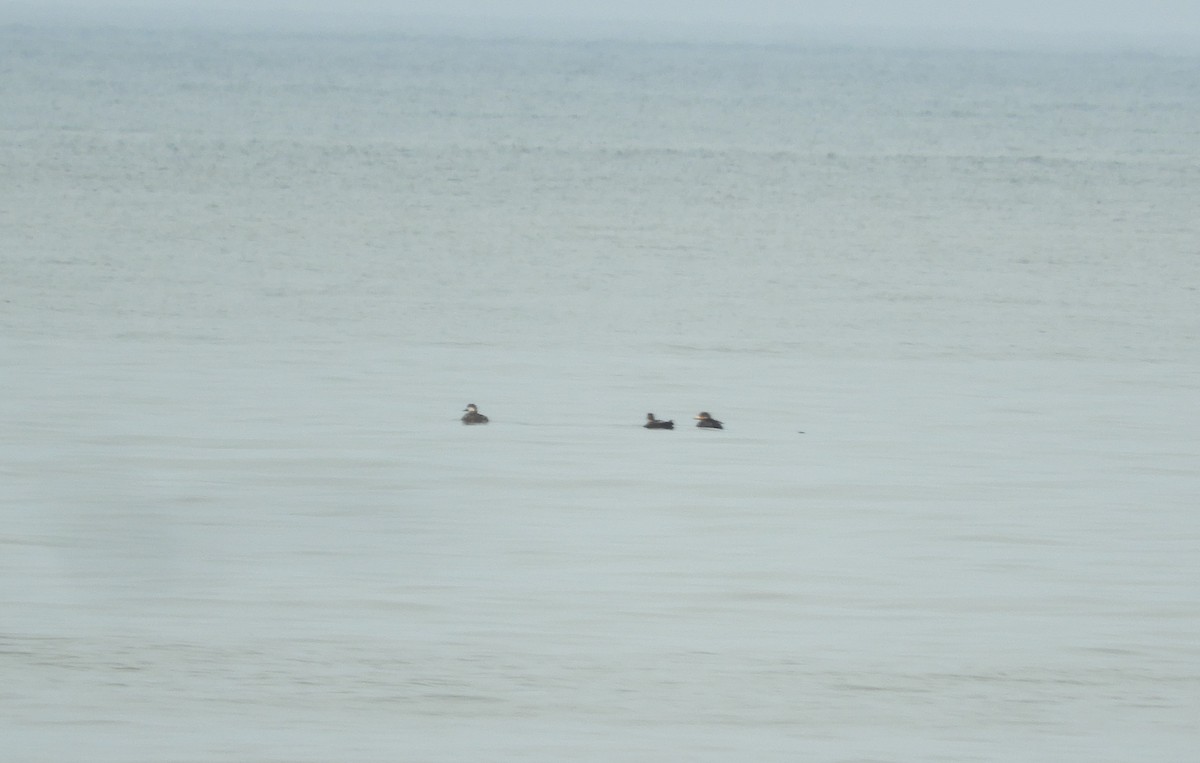 Black Scoter - ML638890187