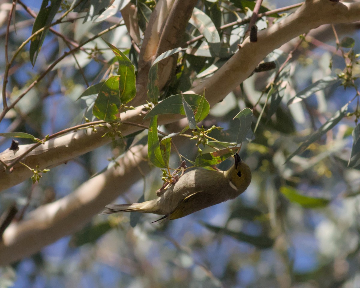White-plumed Honeyeater - ML638890189
