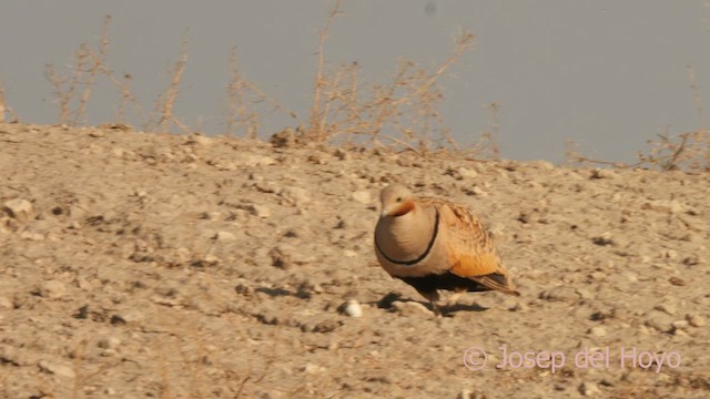 Ganga unibande - ML638890191