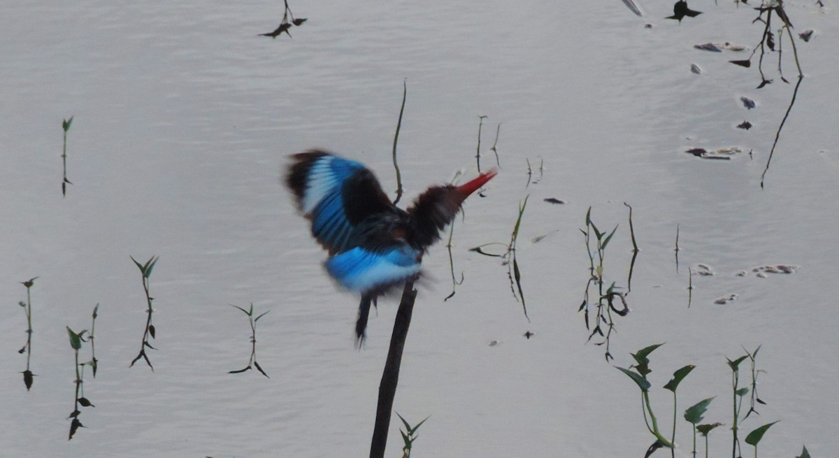 White-throated Kingfisher - ML638890222