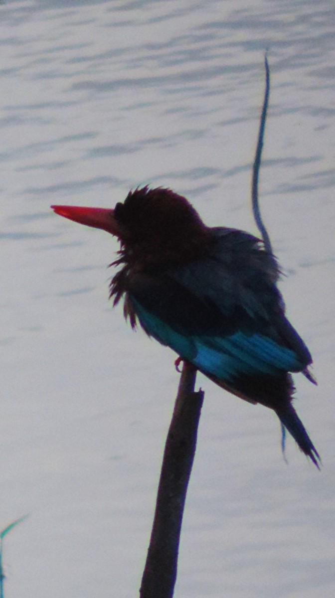 White-throated Kingfisher - ML638890223