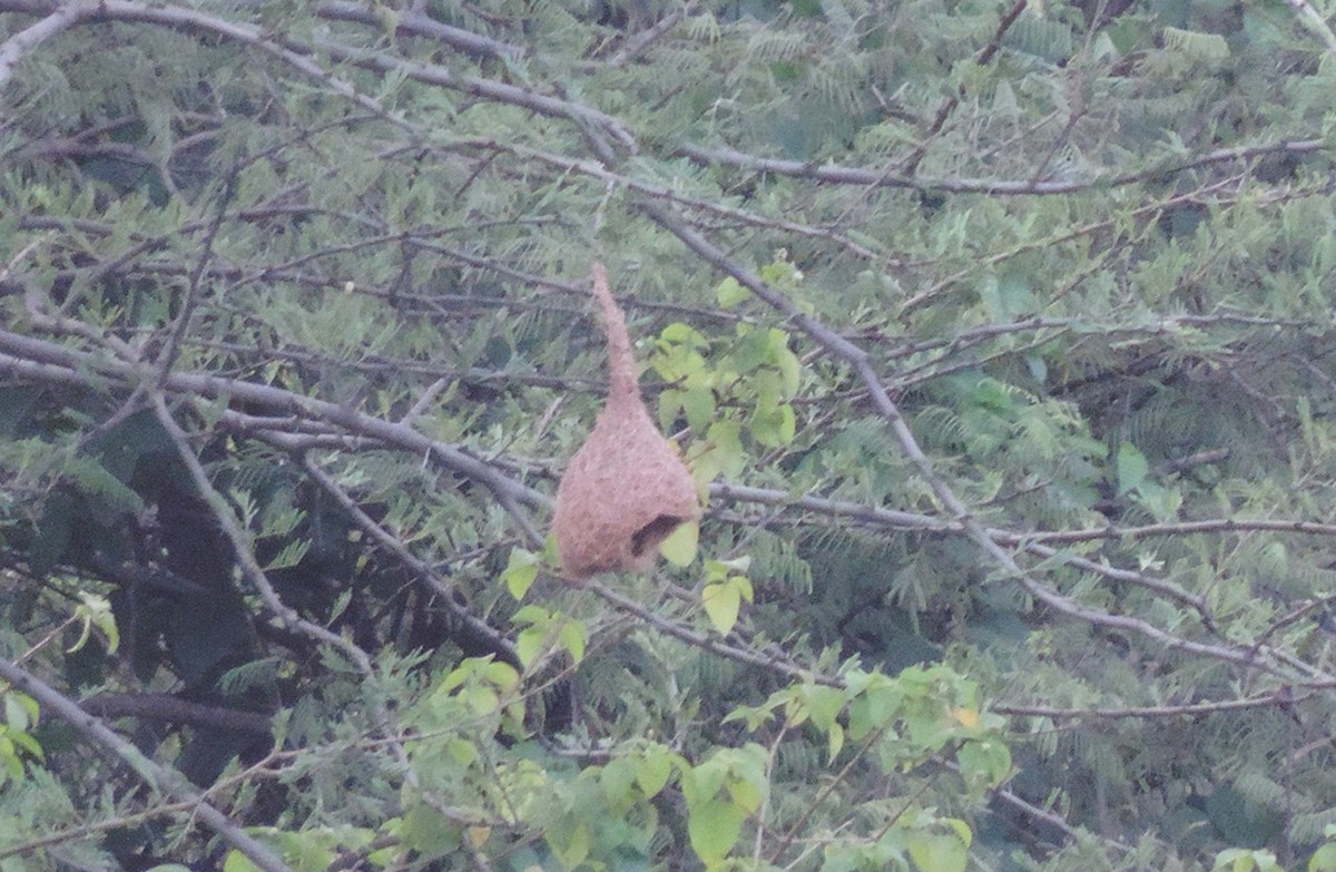 Baya Weaver - ML638890227