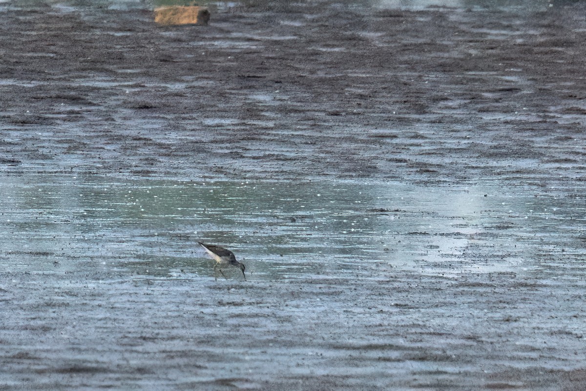 Solitary Sandpiper - ML638890241