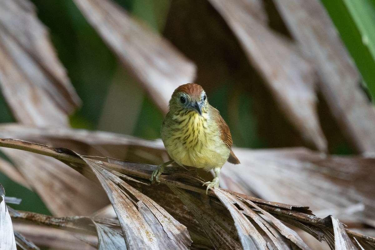 Pin-striped Tit-Babbler - ML638890248