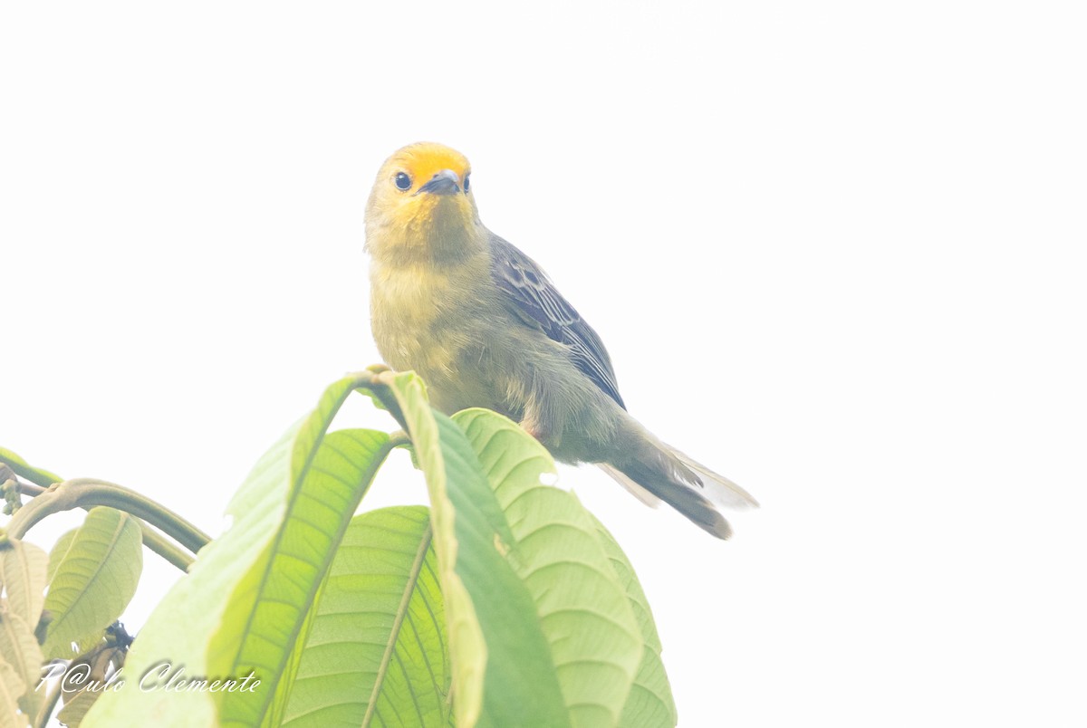 Orange-fronted Plushcrown - ML638890250
