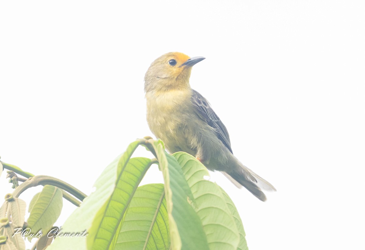 Orange-fronted Plushcrown - ML638890251