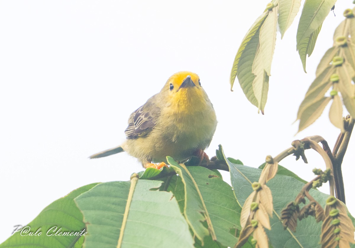 Orange-fronted Plushcrown - ML638890252