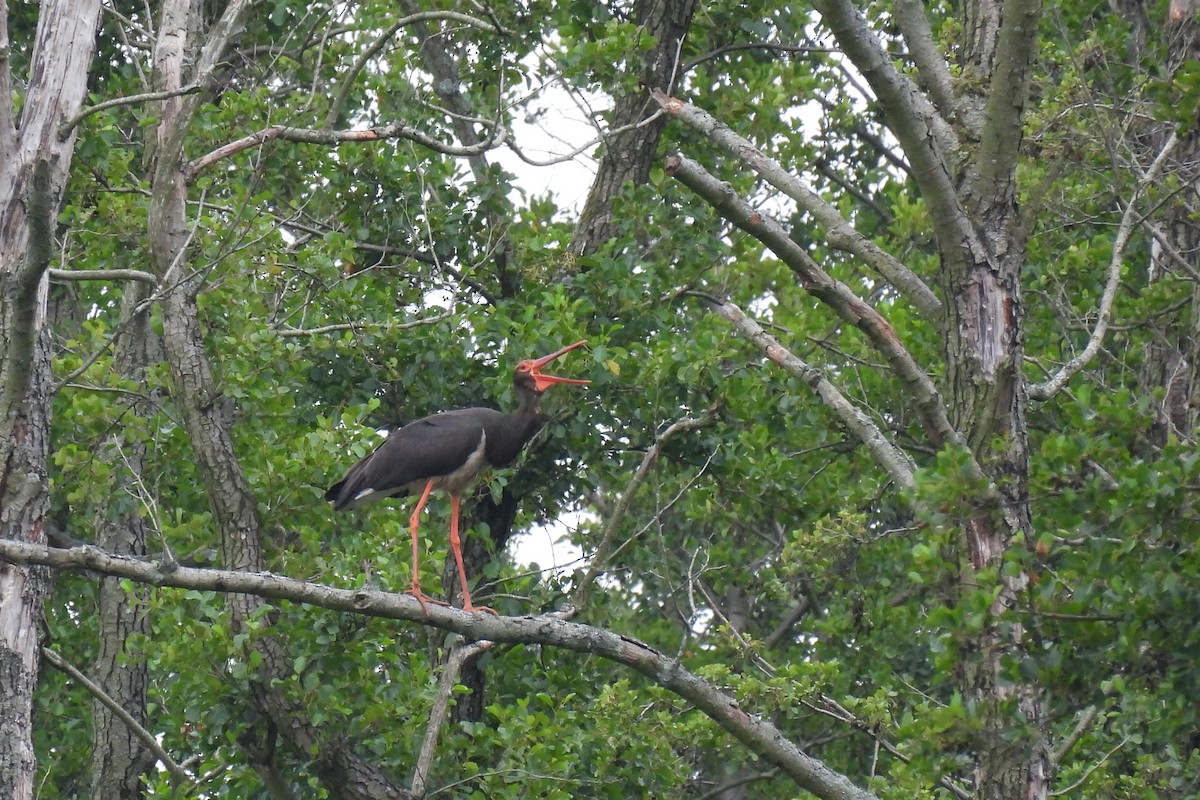 svartstork - ML638890281