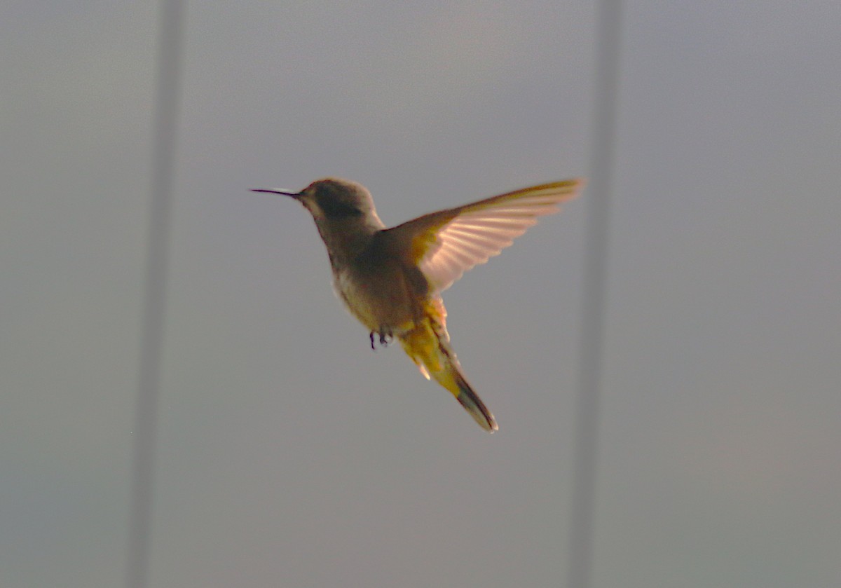 Brown Violetear - ML638890412