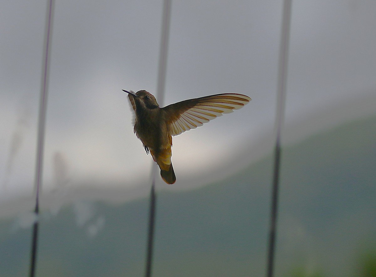 Brown Violetear - ML638890414