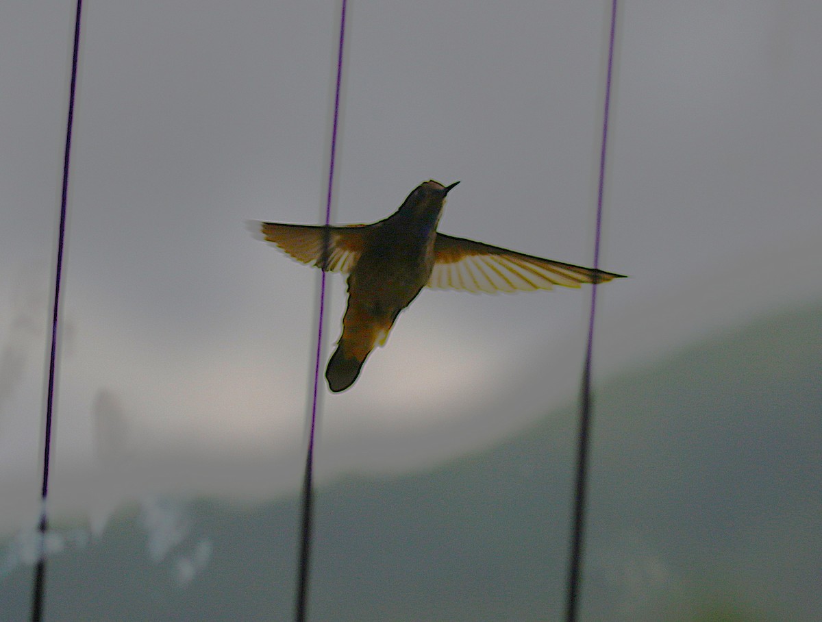 Brown Violetear - ML638890415