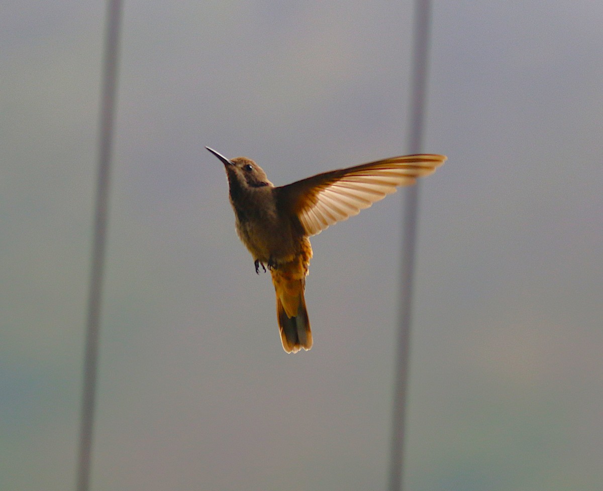 Brown Violetear - ML638890419