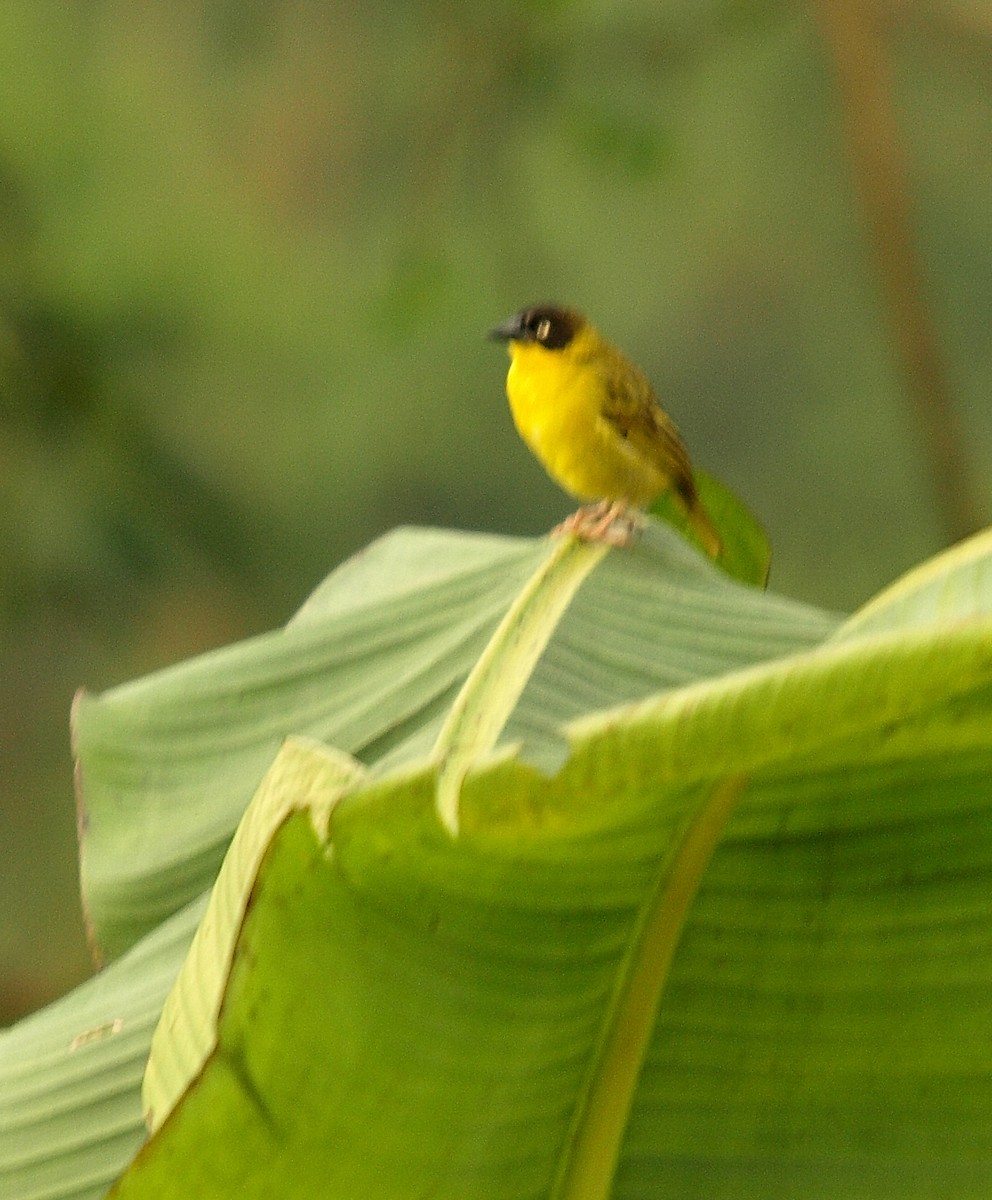 Baglafecht Weaver - ML638890430