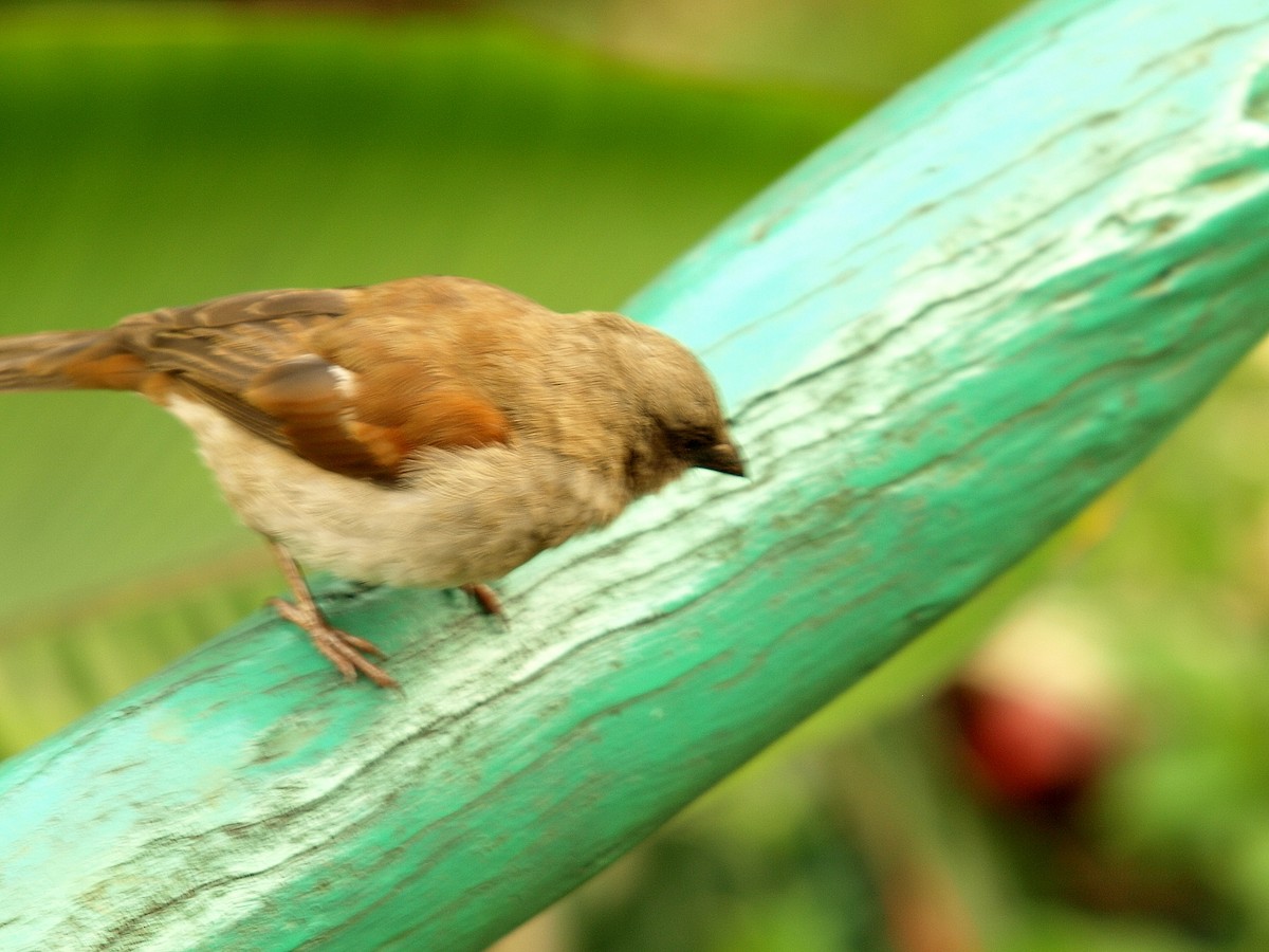 Northern Gray-headed Sparrow - ML638890437