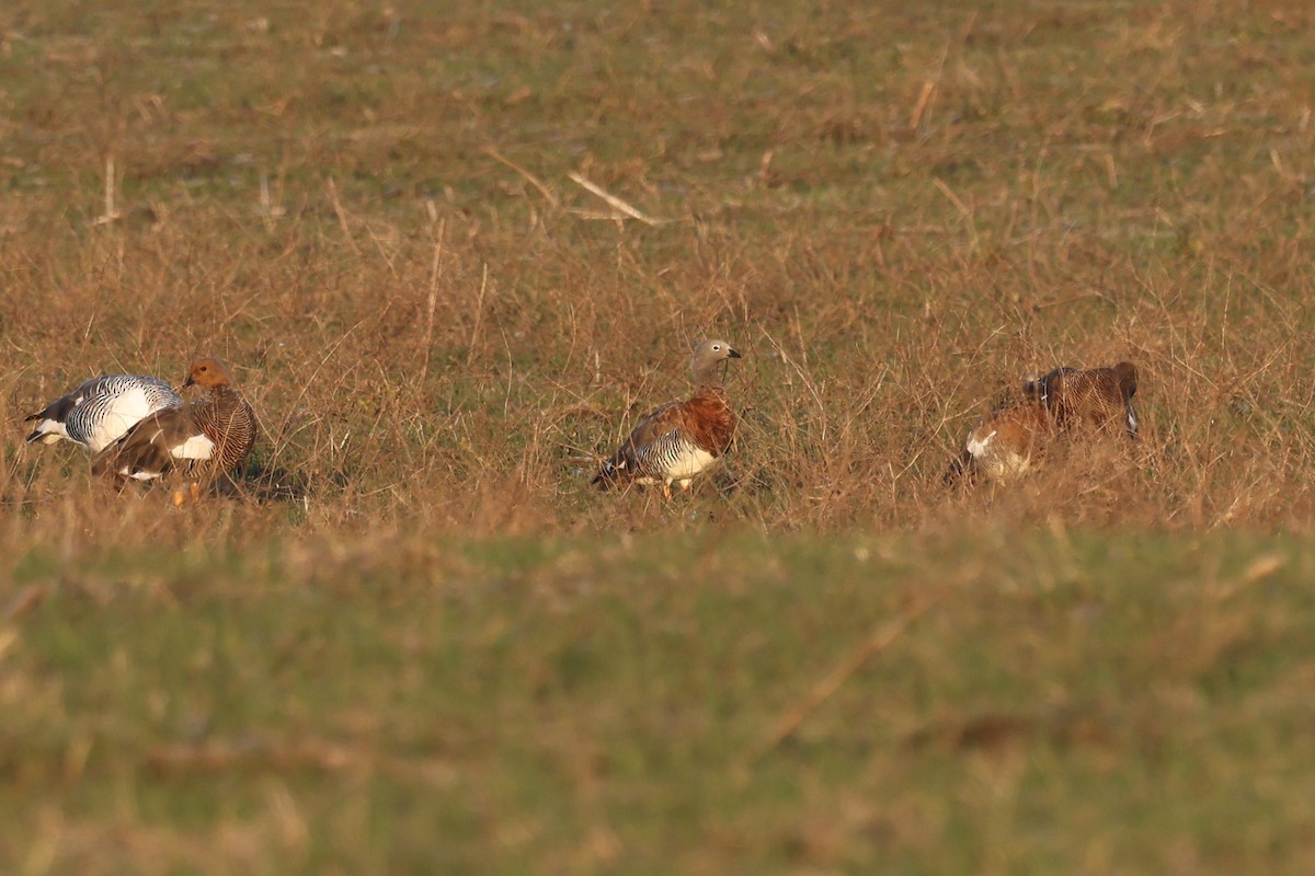 Ashy-headed Goose - ML638890463