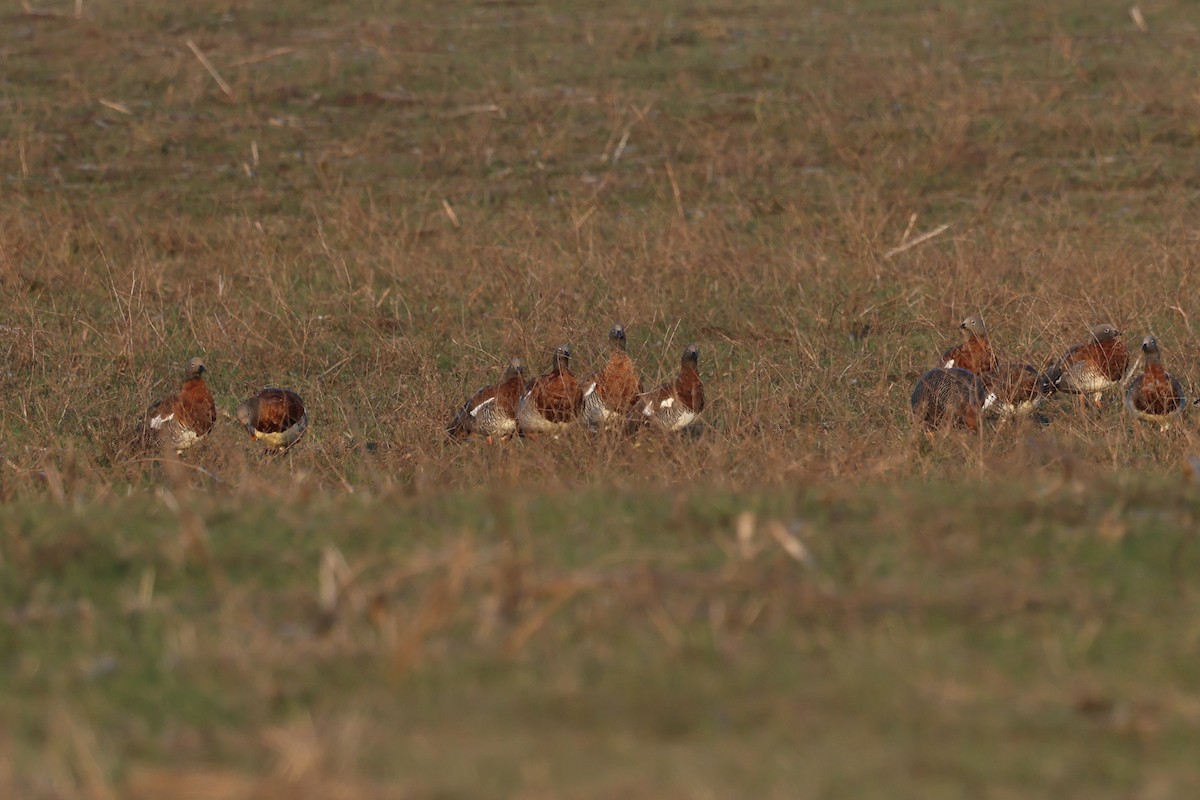 Ashy-headed Goose - ML638890464