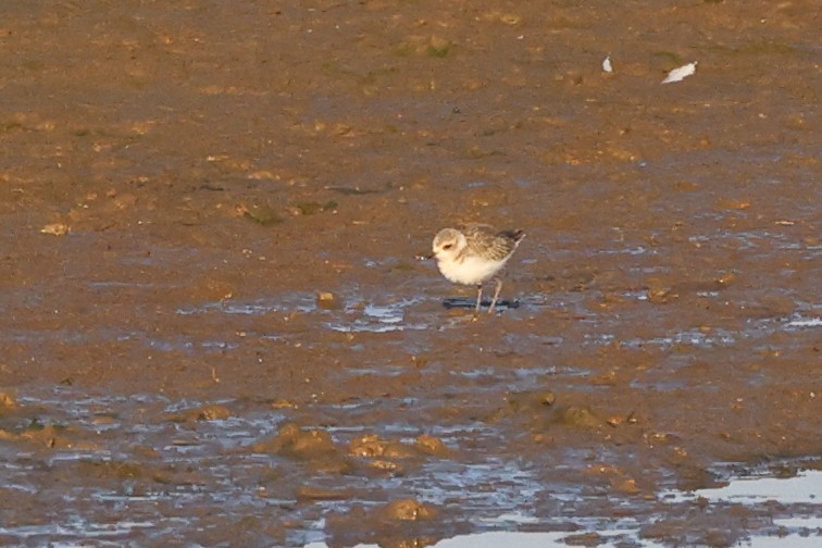 Kentish Plover (Kentish) - ML638890467