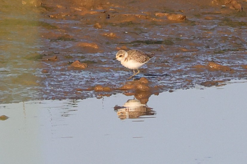 Kentish Plover (Kentish) - ML638890468