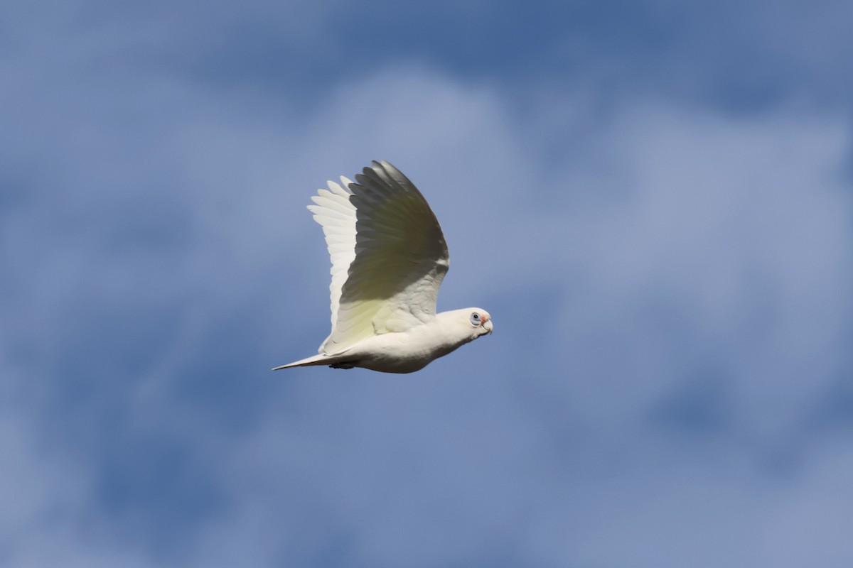 Little Corella - ML638890469