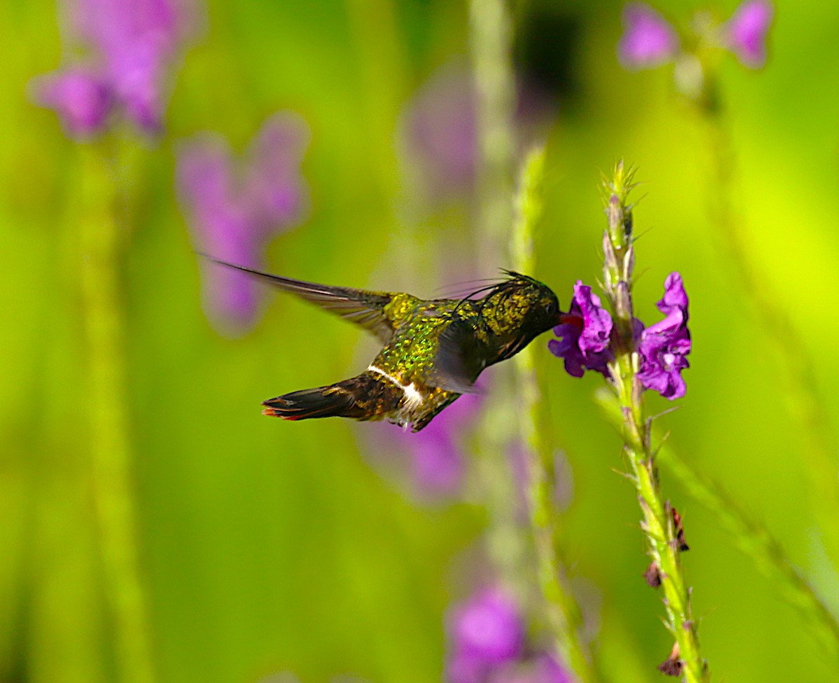 Black-crested Coquette - ML638890470