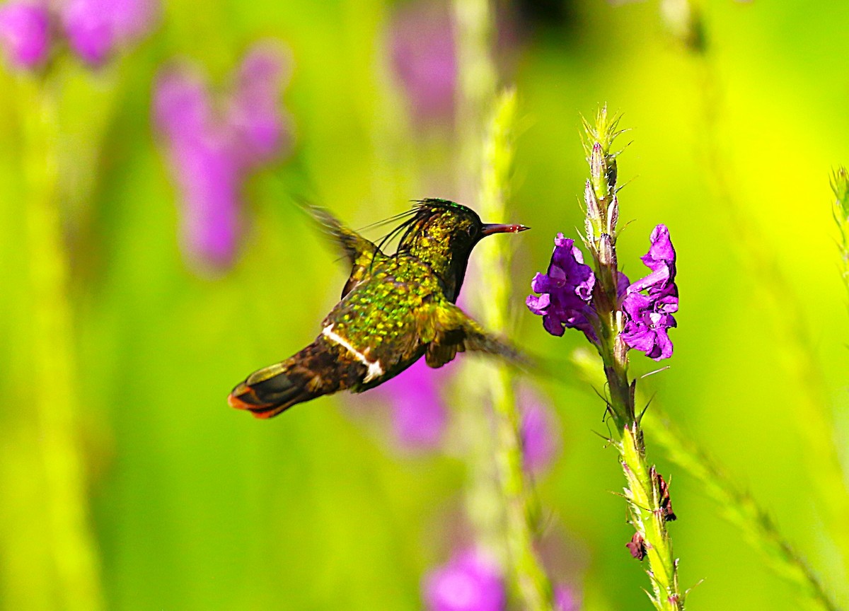 Black-crested Coquette - ML638890471
