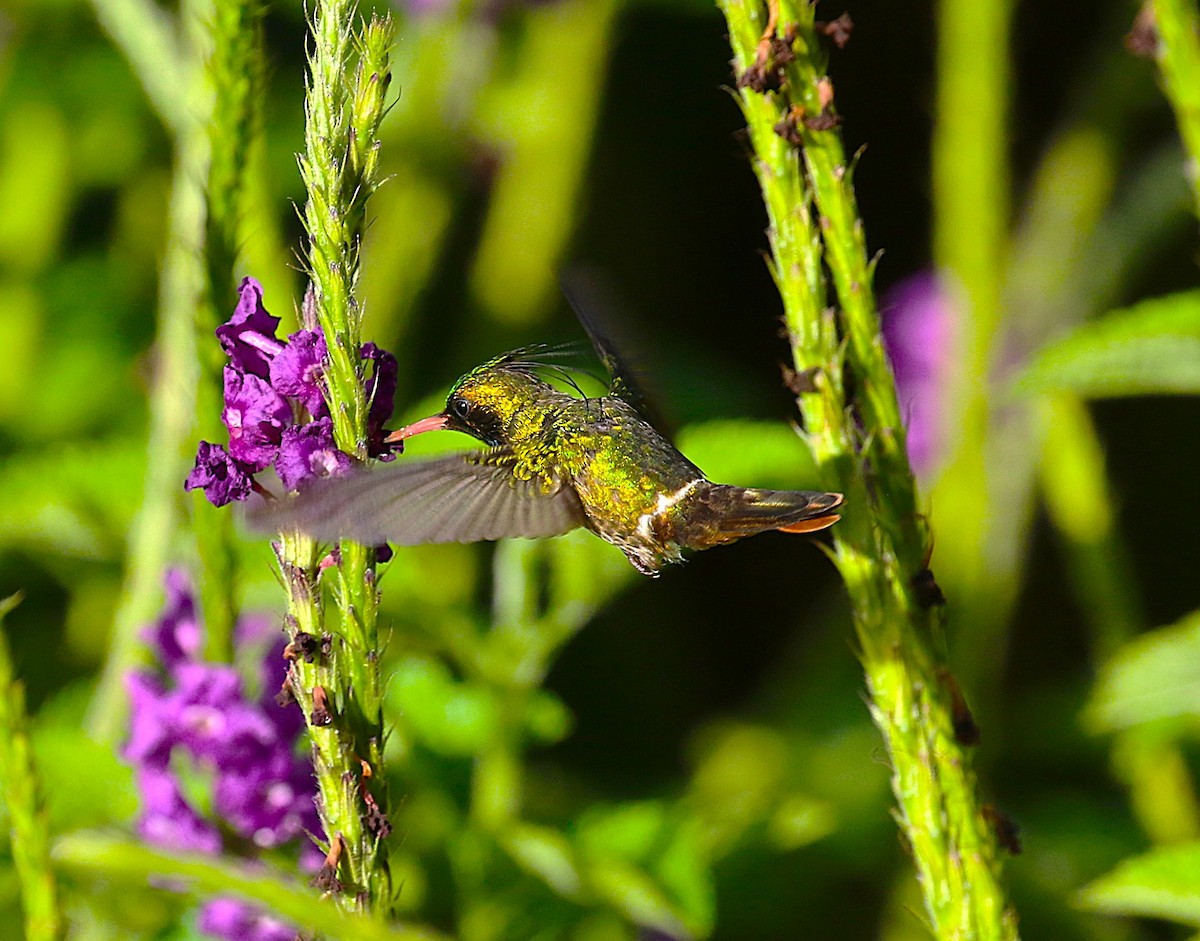 Black-crested Coquette - ML638890472