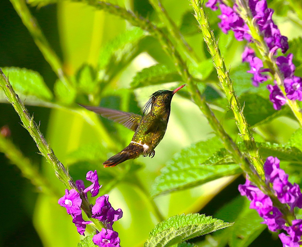 Black-crested Coquette - ML638890473