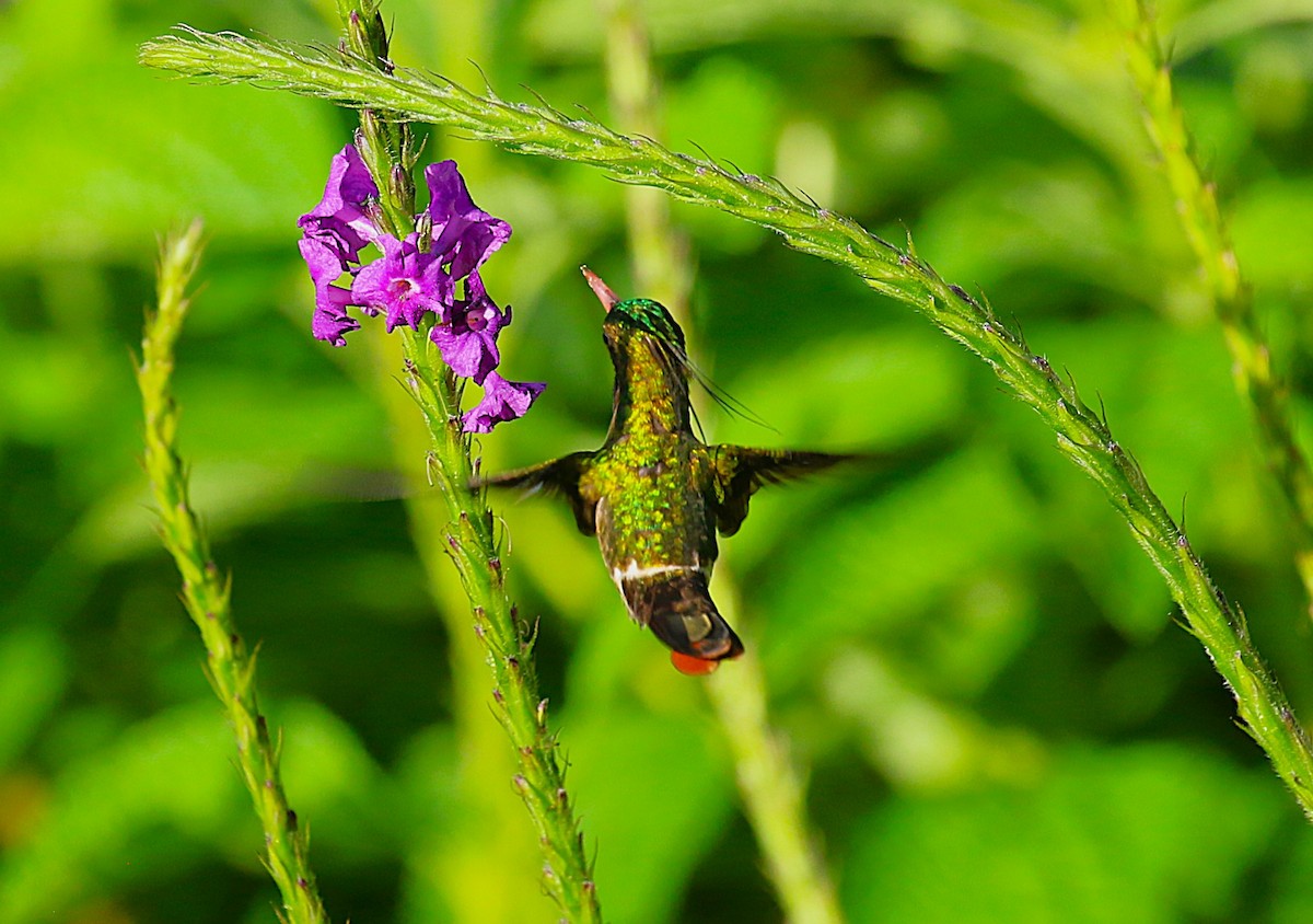 Black-crested Coquette - ML638890474