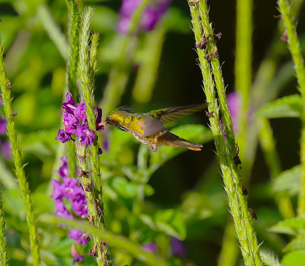 Black-crested Coquette - ML638890475