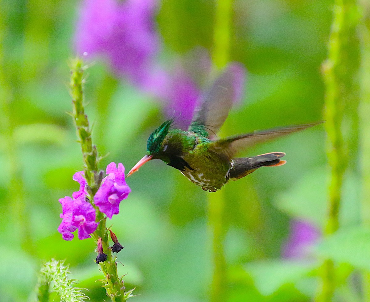 Black-crested Coquette - ML638890476