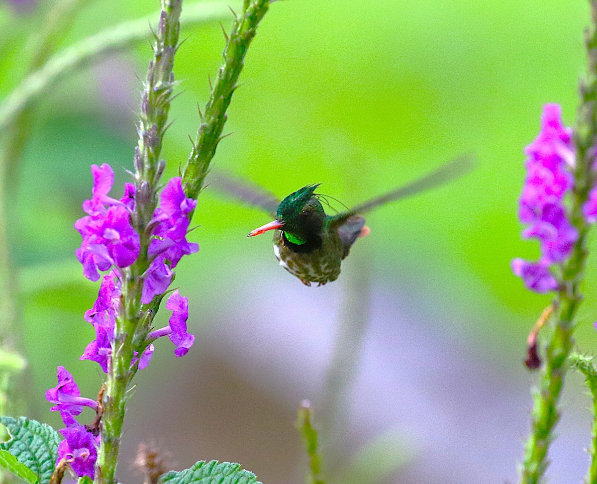 Black-crested Coquette - ML638890477