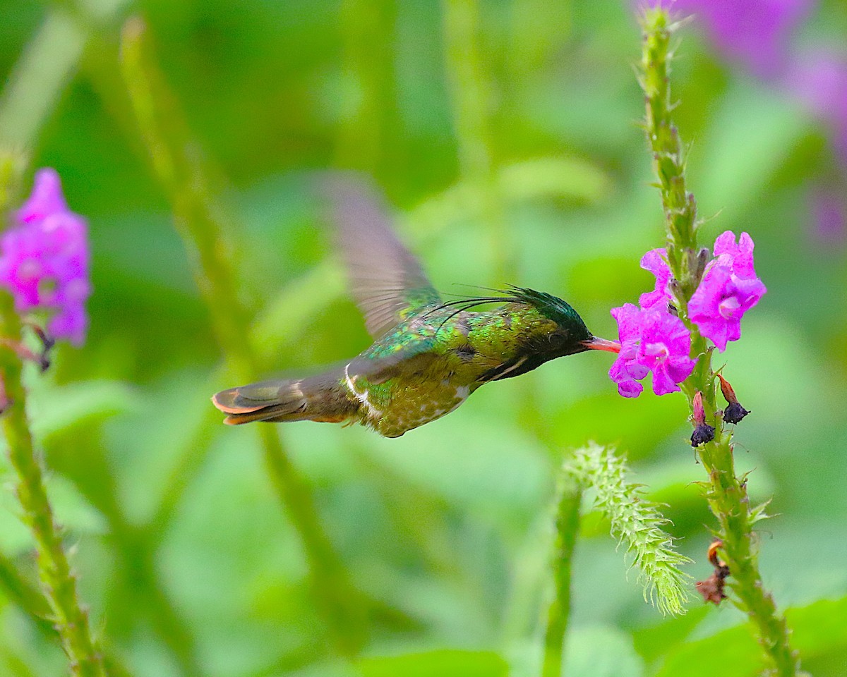 Black-crested Coquette - ML638890479