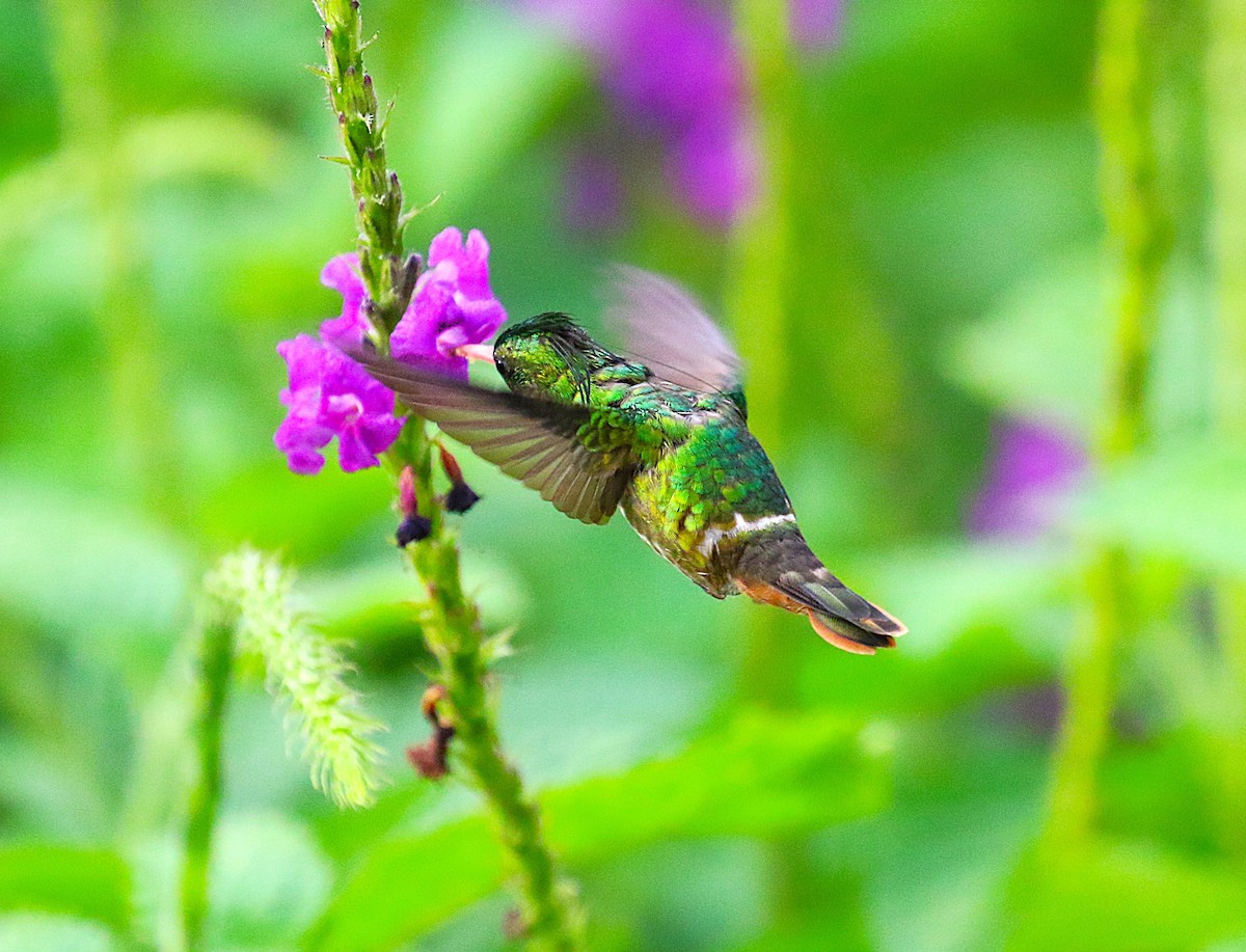 Black-crested Coquette - ML638890482
