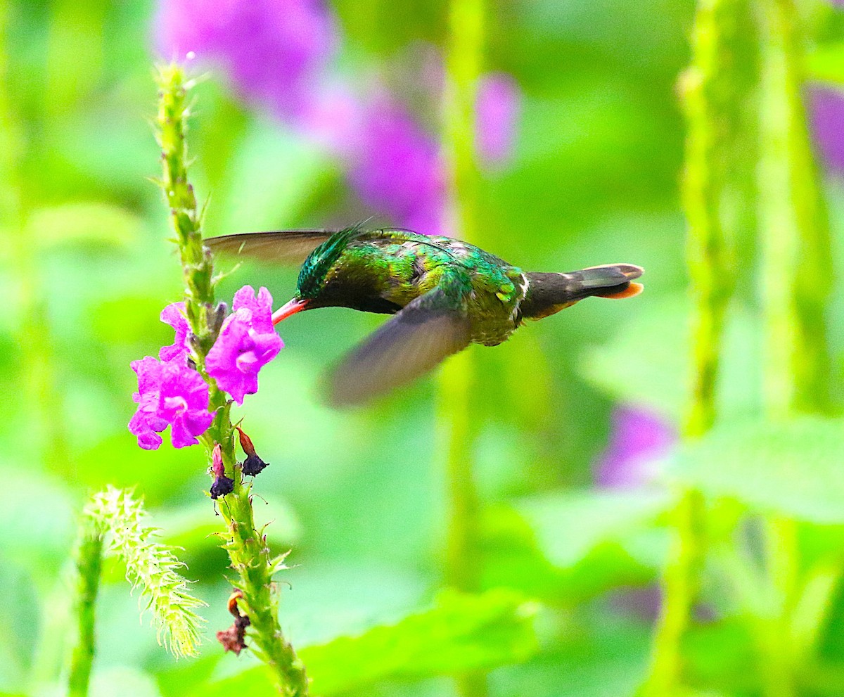 Black-crested Coquette - ML638890485