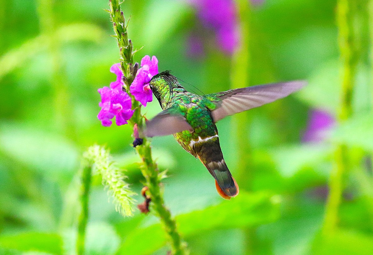 Black-crested Coquette - ML638890486