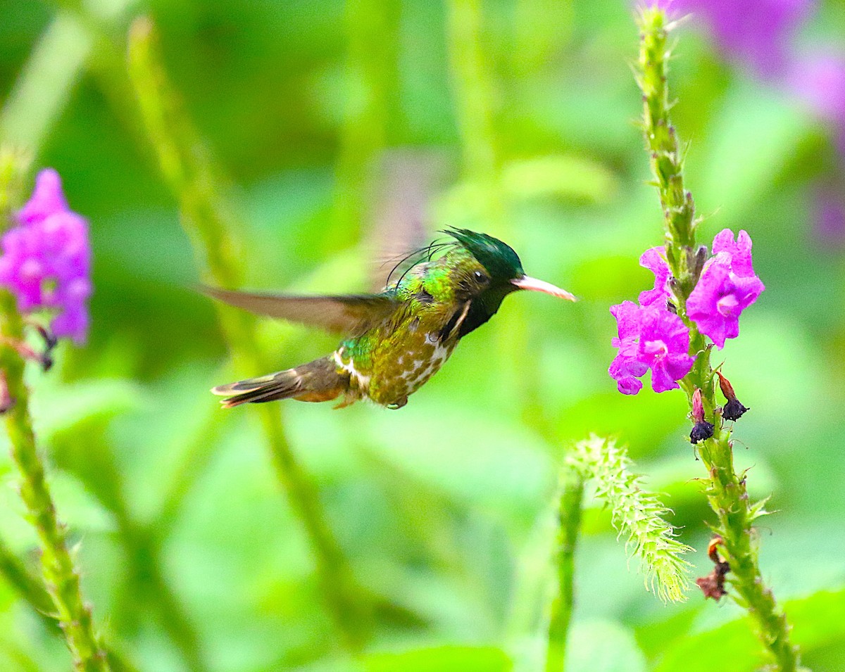 Black-crested Coquette - ML638890487
