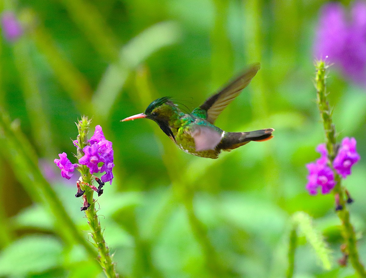 Black-crested Coquette - ML638890489