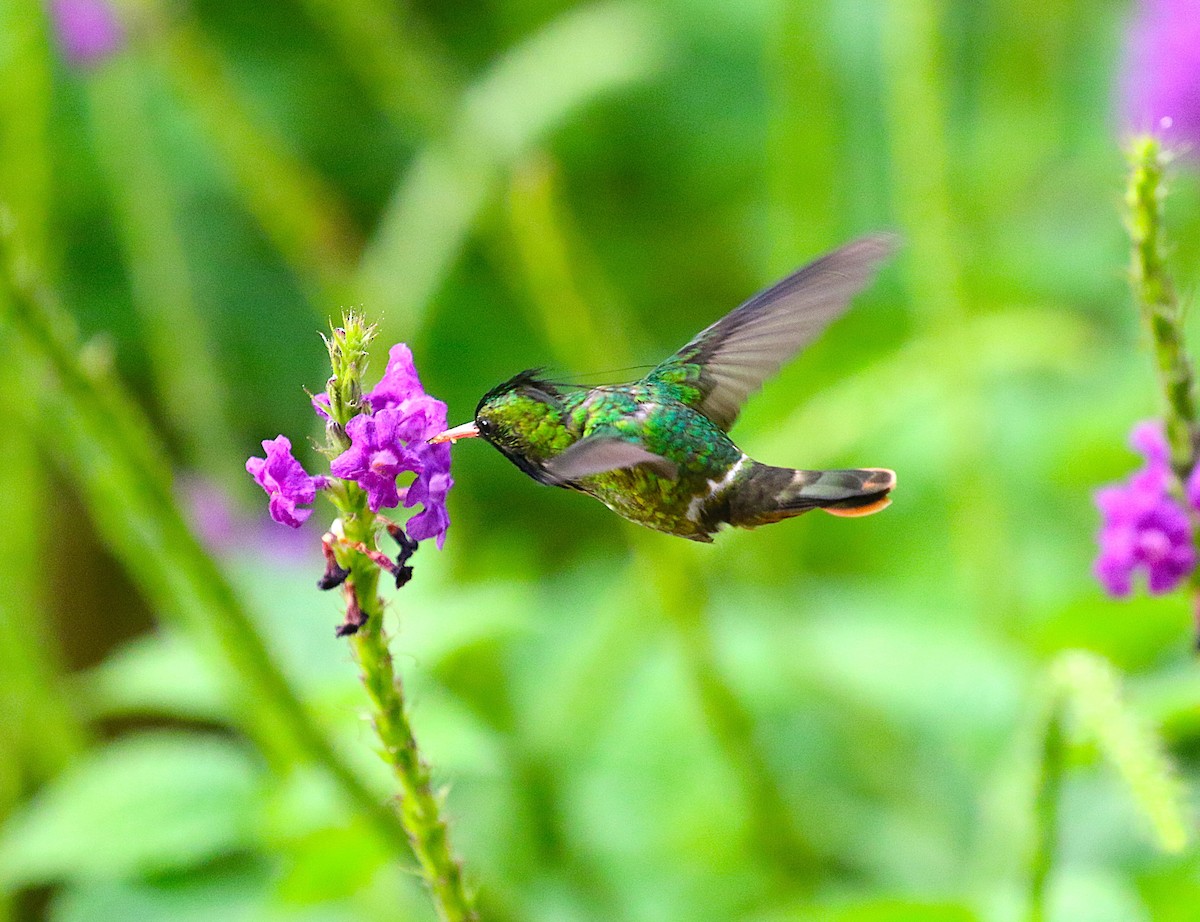 Black-crested Coquette - ML638890492