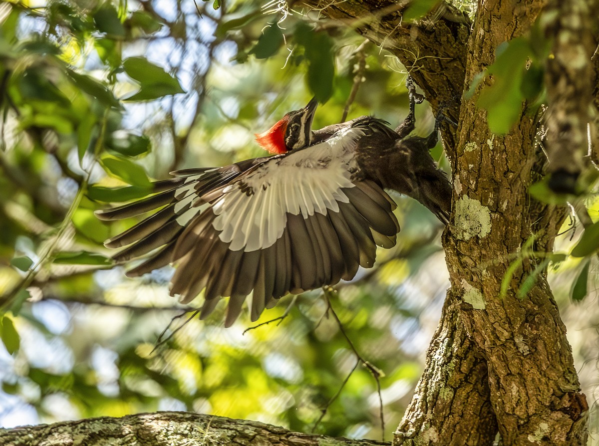 Pileated Woodpecker - ML638890503