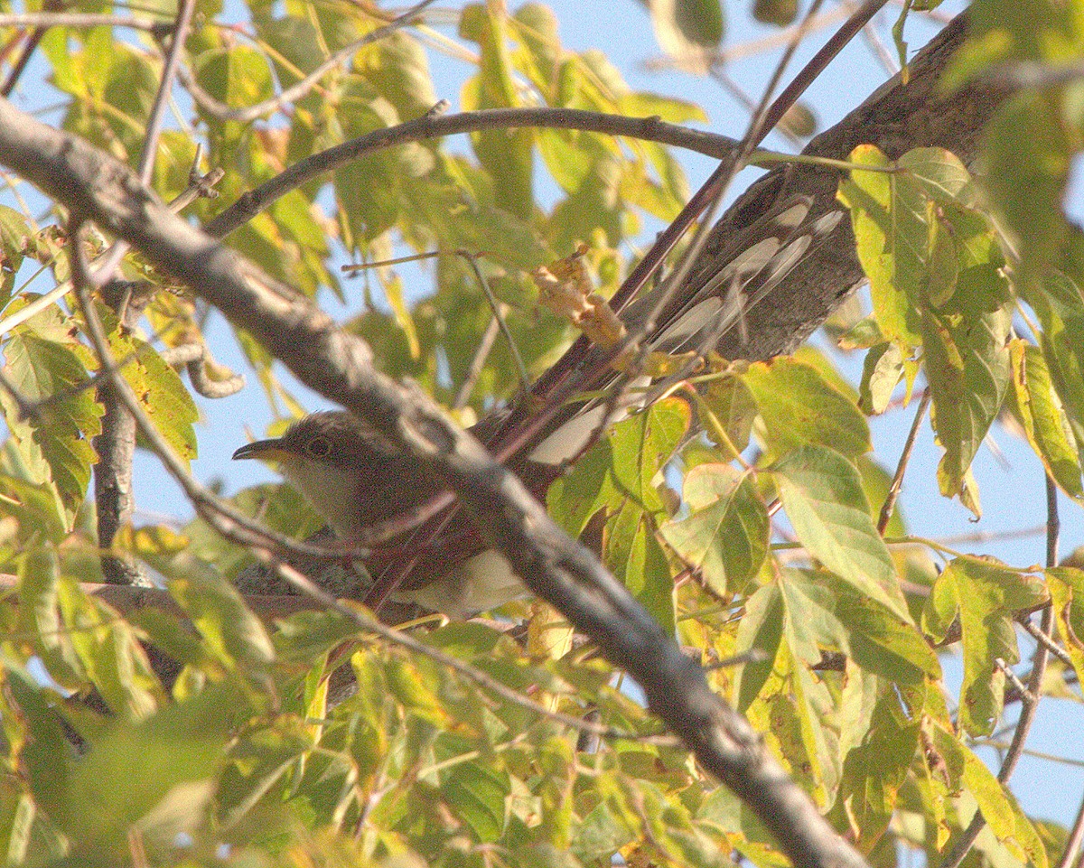 Yellow-billed Cuckoo - ML638890550