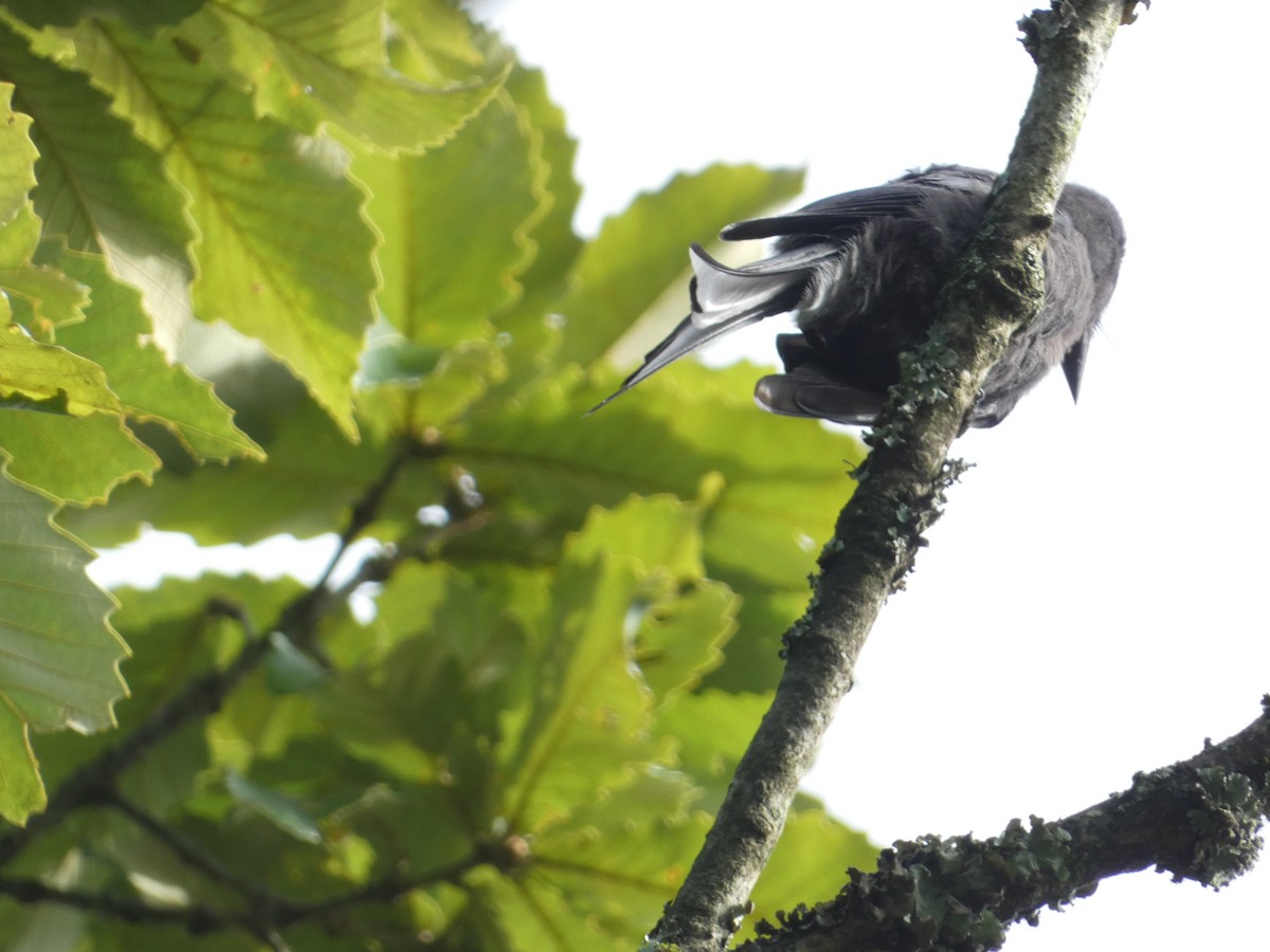 Ashy Drongo - ML638890641