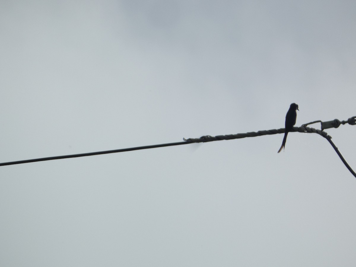 Ashy Drongo - ML638890642