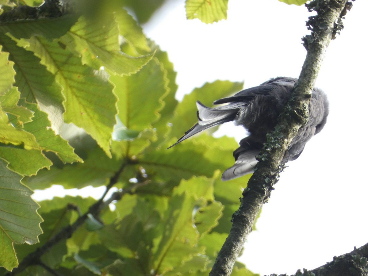Ashy Drongo - ML638890643