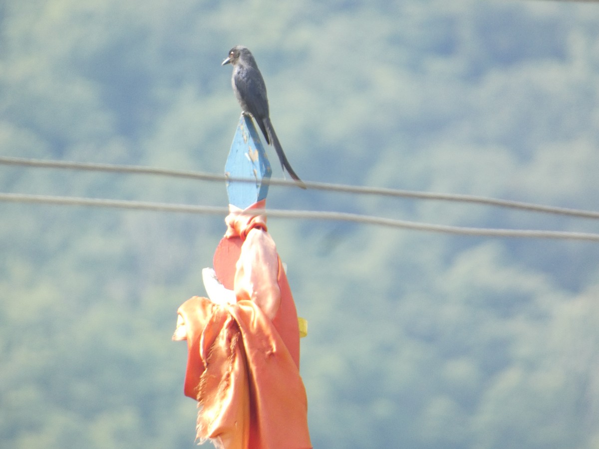 Ashy Drongo - ML638890644