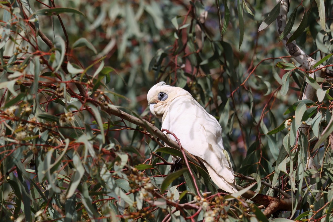 Little Corella - ML638890647