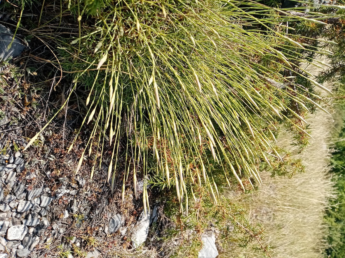 Animals - ML638890671