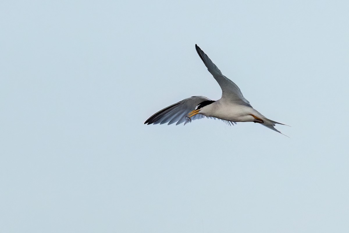 Least Tern - ML638890684