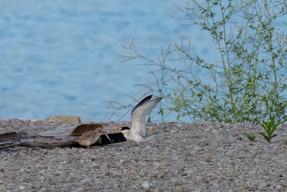 Least Tern - ML638890710