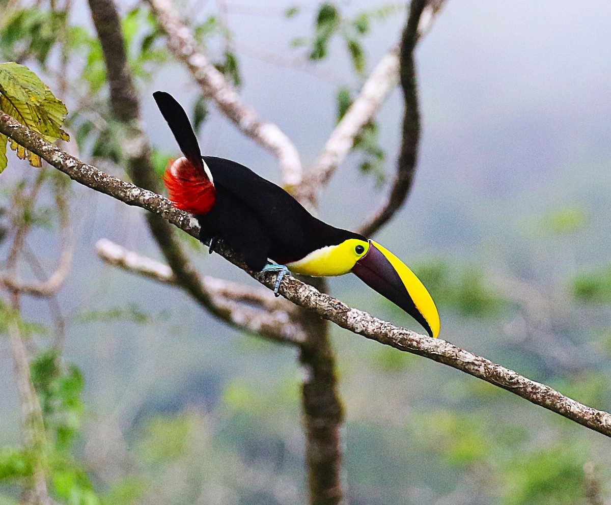 Yellow-throated Toucan - ML638890734